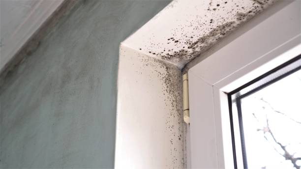  Mount Olive, NC Mold Removal Pros