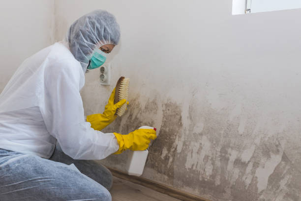 Best Office Mold Removal Services  in Mount Olive, NC