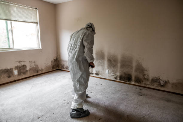 Best Commercial Mold Removal  in Mount Olive, NC