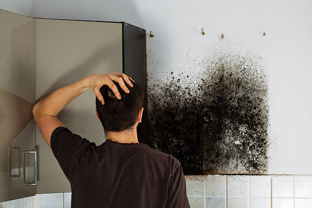 Best Toxic Mold Removal  in Mount Olive, NC